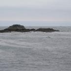 Sea Otters Rafts
 /  